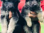 German Shepherd Puppies