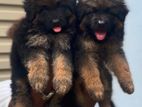 German shepherd puppies