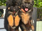 German Shepherd Puppies