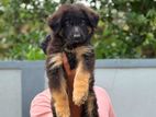 German shepherd puppies