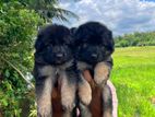 German Shepherd Puppies