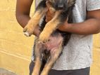 German Shepherd Puppies