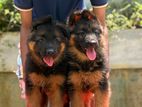 German Shepherd Puppies