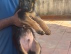German Shepherd Puppies