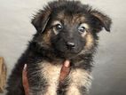 German Shepherd Puppies