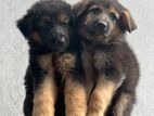 German Shepherd Puppies
