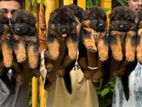 German Shepherd Puppies
