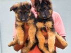 German shepherd puppies