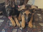 German Shepherd Puppies