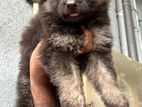 German shepherd puppies