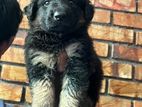 German Shepherd Puppies