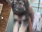 German Shepherd Puppies