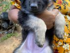 German Shepherd puppies for sale