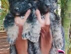 German Shepherd Puppies