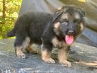 German Shepherd Puppies