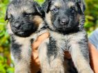 German Shepherd Puppies