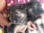 German Shepherd Puppies