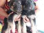 German Shepherd Puppies