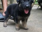 German Shepherd Puppies