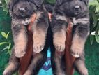 German Shepherd Puppies