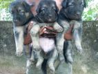 German Shepherd Puppies