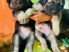 German Shepherd Puppies