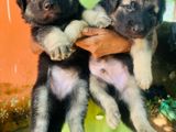 German Shepherd Puppies