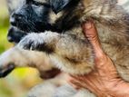 German Shepherd Puppies