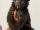 German Shepherd Puppies for Sale