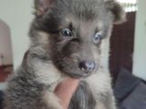 German shepherd puppies