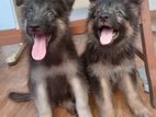 German Shepherd Puppies