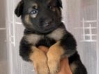 German Shepherd Puppies