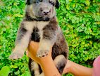 German Shepherd Puppies