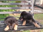 German Shepherd Puppies