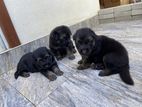 German shepherd puppies