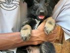 German Shepherd Puppies
