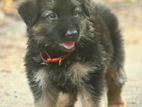 German Shepherd Puppies