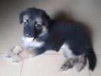 German Shepherd Puppies