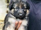 German Shepherd Puppies