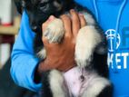 German shepherd puppies