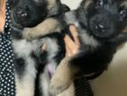 German Shepherd Puppies