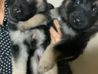 German Shepherd Puppies