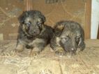 German Shepherd Puppies