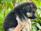 German Shepherd Puppies