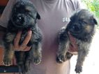 German Shepherd Puppies
