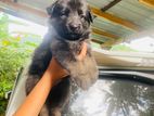 German Shepherd Puppies