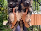 German Shepherd Puppies