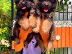 German Shepherd Puppies