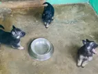 German Shepherd Puppies