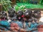 German Shepherd Puppies